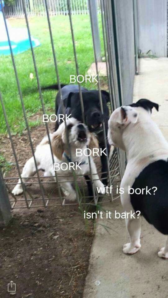 102 best bork images on pinterest dankest memes, funny animals and 700e71fe9bb4d1d9b3c2d35cd6d0f909 snek mango 102 best bork images on pinterest dankest memes, funny animals and
