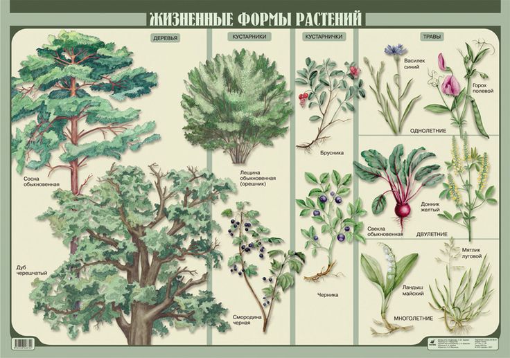 Жизненные формы растений (53 фото)