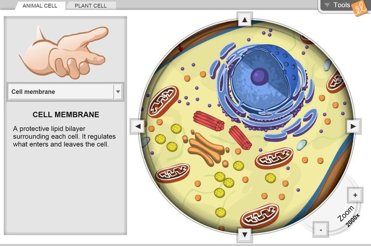 Gizmo-- Cell Structure | Cell structure; Animal cell and plant cell