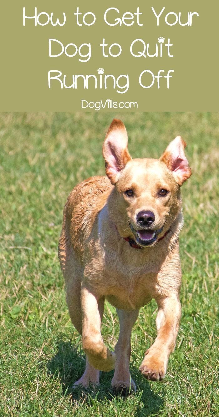 New Dog Training Ideas Click Pic For Lots Of Dog Care And