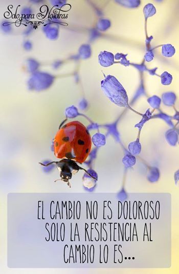 quotes about ladybugs koziy thelinebreaker co quotes about ladybugs