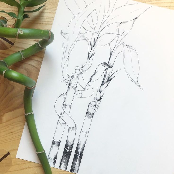 bamboo luckybamboo pen art ink drawing plants plant houseplants houseplantstudy bamboo luckybamboo pen art ink drawing plants plant houseplants houseplantstudy
