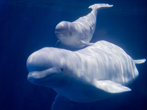 captured beluga whales who were forced to spend their lives in chinese aquarium to be flown to sanctuary beluga whale beluga whale