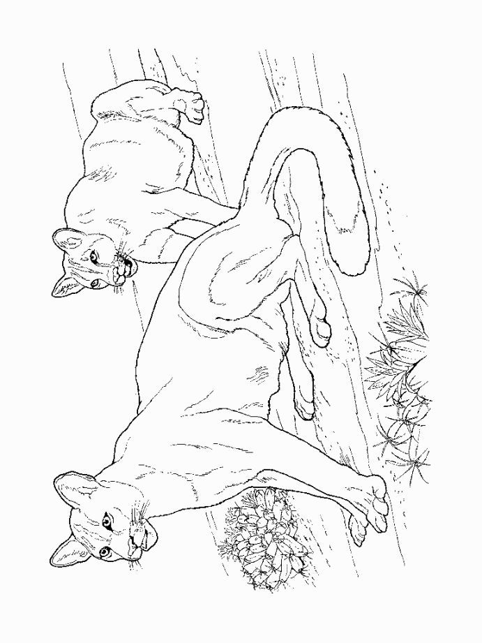 Mountain Lion Coloring Pages Lion Coloring Pages Coloring Pages Animal Coloring Pages
