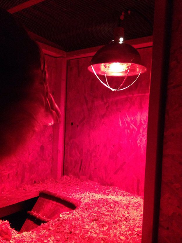 7 Tips For Heat Lamp Safety Lamps Reptile Outdoor Heat Lamp Safety Lamps, Are Red Heat Lamps Safe For Dogs
