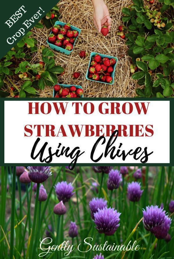 When Maintaining Your Organic Garden Try Lightly Petting Your Seedlings -- Either With The Pal Organic Gardening Pest Control Garden Pest Control Garden Pests