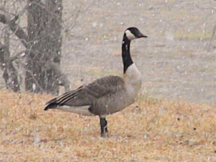 ducks unlimited photo gallery wildlife nature ducks unlimited photo gallery wildlife nature