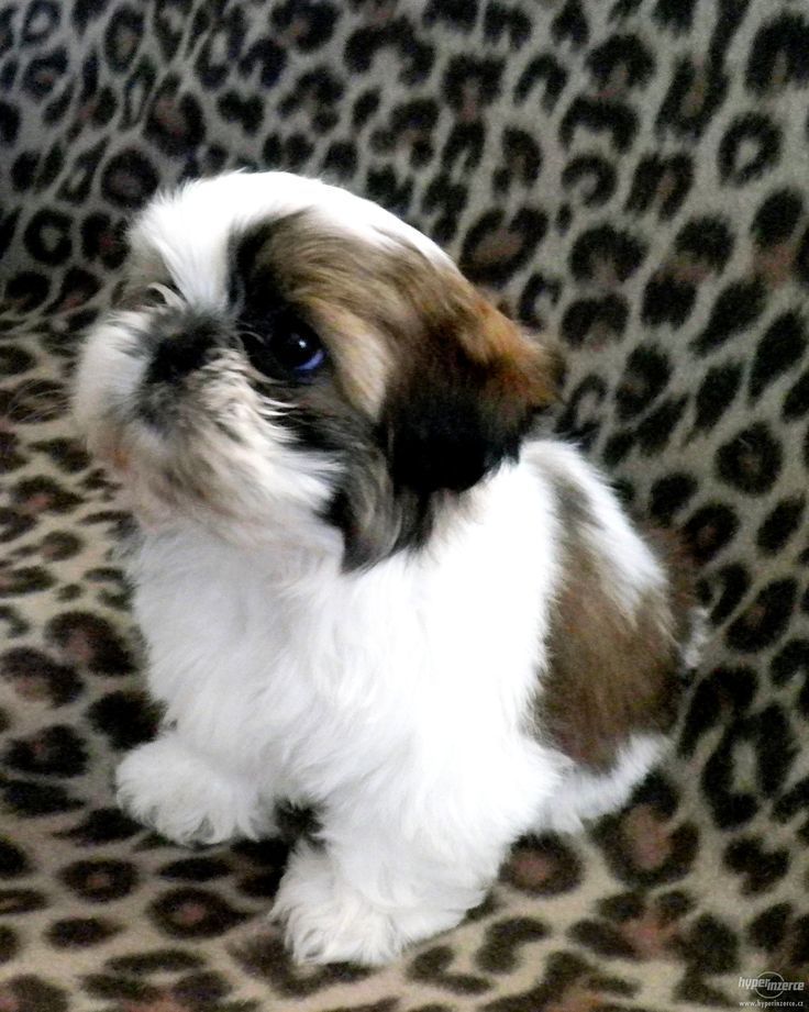 where can i buy a shih tzu puppy best 25 shih tzu puppy ideas on shih tzu shitzu puppies and best puppy names where can i buy a shih tzu puppy best 25 shih tzu puppy ideas on shih tzu shitzu puppies and best puppy names