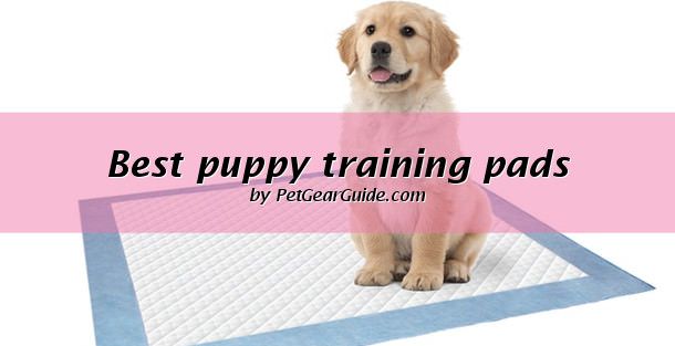 Toilet Training Your Dog Is A Difficult Task Unless You Use