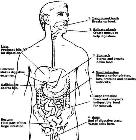 Digestive System Coloring Page Full Drawingboardweekly