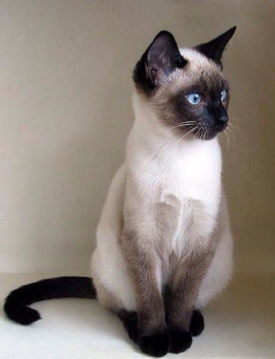 Are Savannah Cats Legal In Uk Are Savannah Cats Legal In Uk