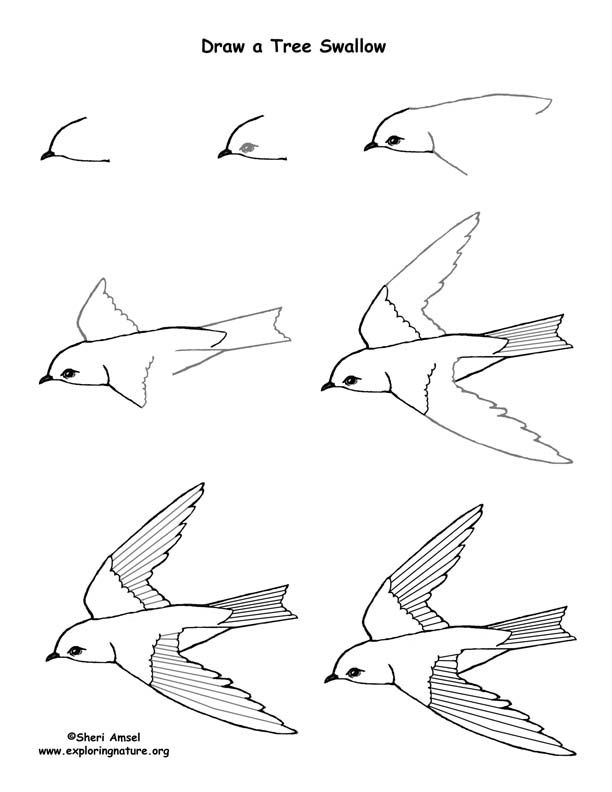 how to draw a tree swallow step by step art