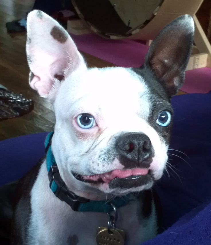 Bull Dog Blue Blue Eyes Bull Dog Blue Blue Eyes