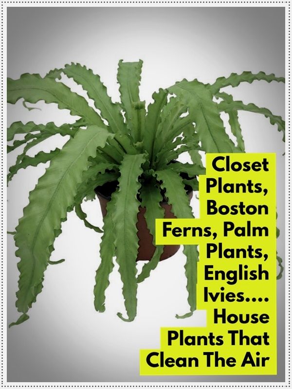 Top Indoor Plants For Fresh Air House Top Indoor Plants For Fresh Air House Pinterest And