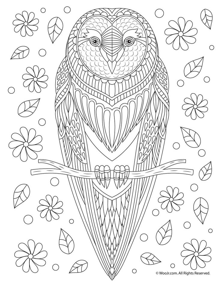 Owl Adult Coloring Page