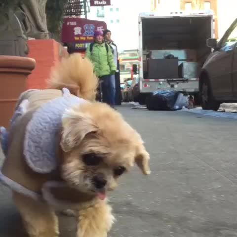 I Don T Want The World To See Me Cat Vine I Don T Want The World To See Me Cat Vine