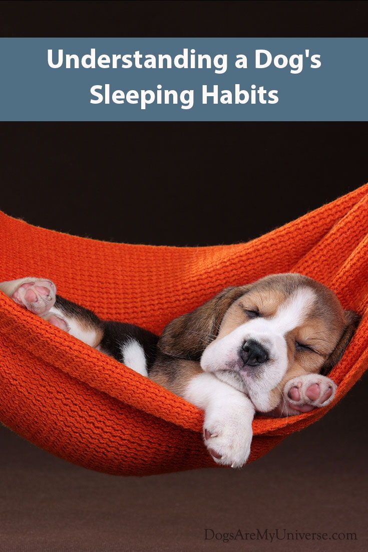 Dogs Sleeping Positions And Habits Tell You A Lot About Their