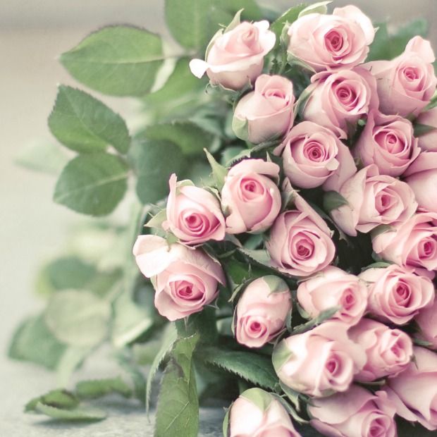 Best 20 Rose Color Meanings Ideas On Pinterest Roses Best 20 Rose Color Meanings Ideas On Pinterest Roses Tattoo Forearm And Yellow