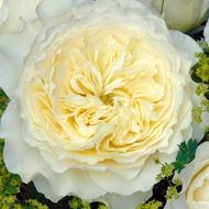 533 best a ~ new white rose garden 2014 images on pinterest 533 best a ~ new white rose garden 2014 images on pinterest