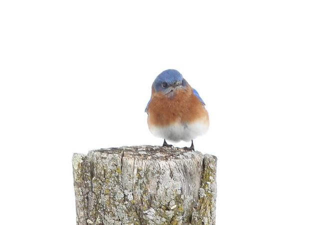 41 best pic of the week wild birds unlimited saratoga 41 best pic of the week wild birds unlimited saratoga