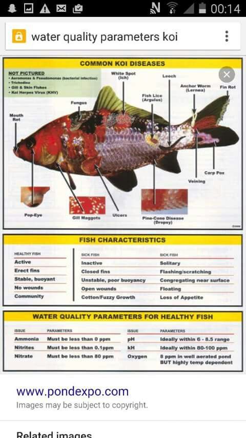 common koi diseases koi fish care koi koi fish tropical fish disease diagnosis chart