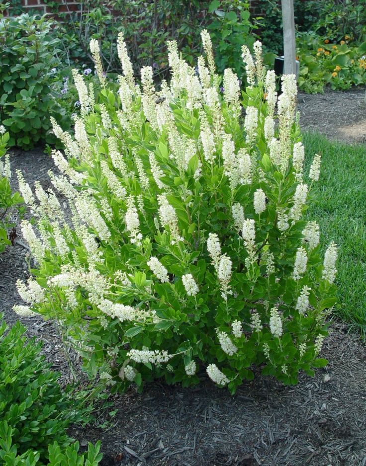 Best 25 White Flowering Shrubs Ideas On Pinterest Clethra Native Shrub That Erflies Love