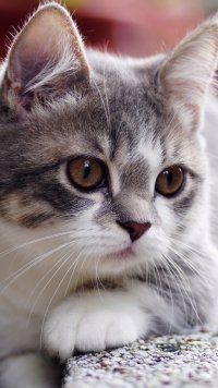Animal, Cat, Cats Mobile Wallpaper Animal, Cat, Cats Mobile Wallpaper Animal, Cat, Cats Mobile Wallpaper <a href=