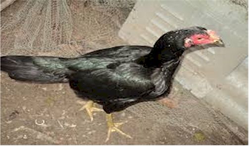 Induk Ayam Animals Bird