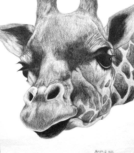 Artwork published by Morgan2908 | ë ™ë¬¼, 그림, 기린
