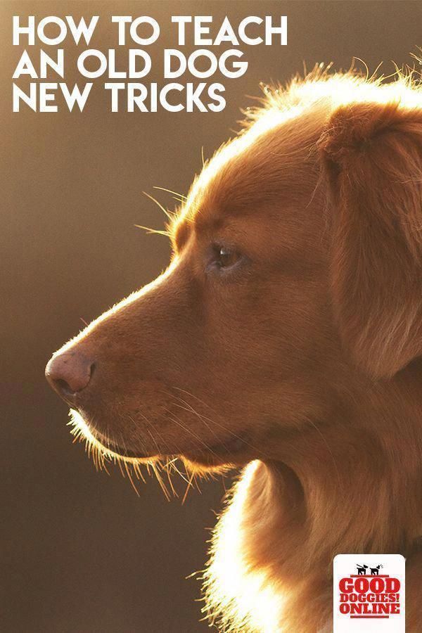Tips For Dog Obedience Training Masterdogtraining Dog Training