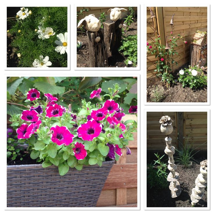 35 bestin meinem Garten images on Pinterest Clematis, Daisy - abo mein schoner garten 35 bestin meinem Garten images on Pinterest Clematis, Daisy - abo mein schoner garten