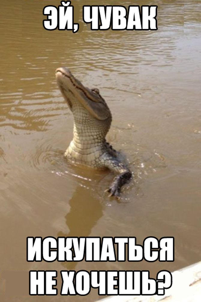 Смешные картинки пошли купаться