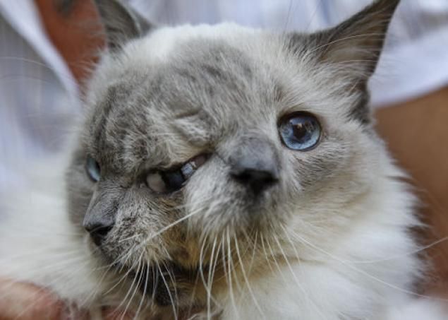 Biggest Cat In The World Guinness 2014 109 best world records : weird : unusual : guinness images on Biggest Cat In The World Guinness 2014 109 best world records : weird : unusual : guinness images on
