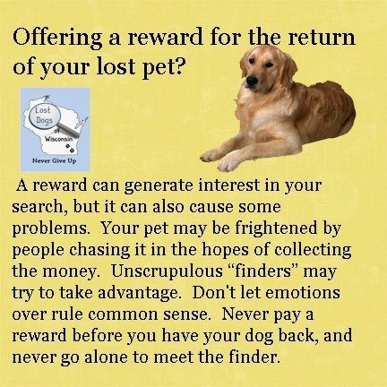 16 best Lost and Found Advice images on Pinterest Animal rescue - lost pet flyer maker 16 best Lost and Found Advice images on Pinterest Animal rescue - lost pet flyer maker