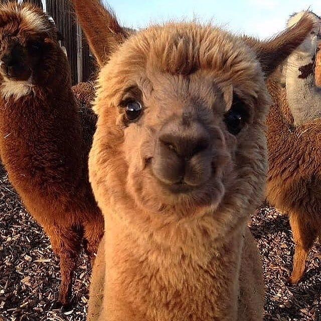 Alpacas Alpaca Alpaka Alpakas Llama Lama Funny Animal Pictures Cute Baby Animals Cute Animals