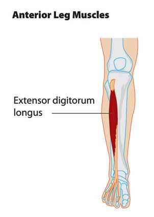 Foods For Tendon And Ligament Health Foods For Tendon And Ligament Health