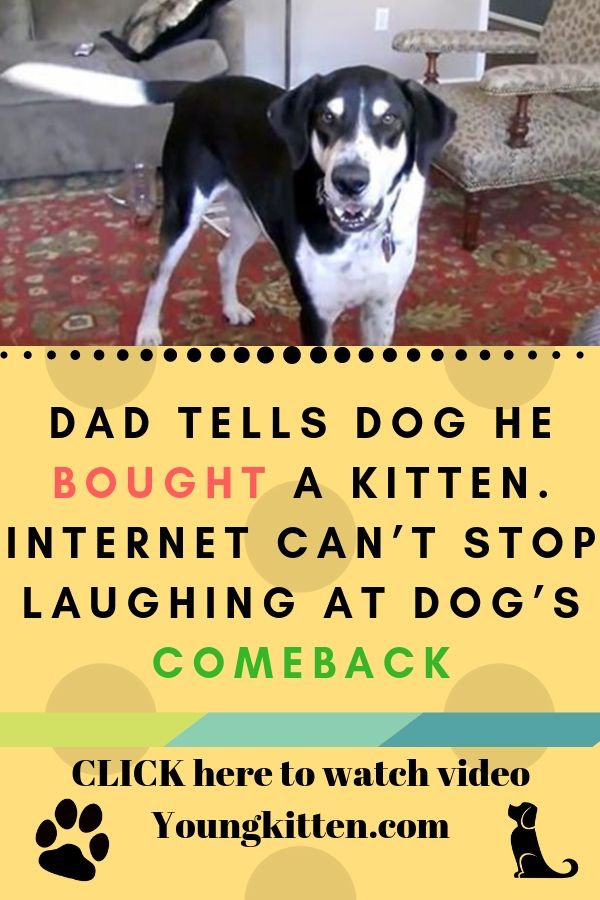 Dad Tells Dog He Bought A Kitten Internet Can T Stop Laughing At
