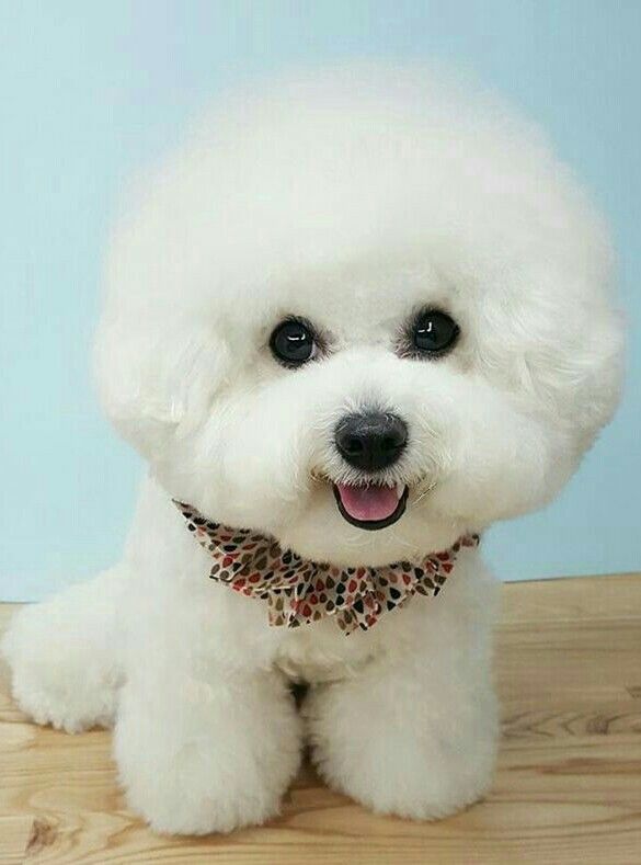 Pin By Stephanie Manley On Bicheon Bichon Frise Puppy Bichon