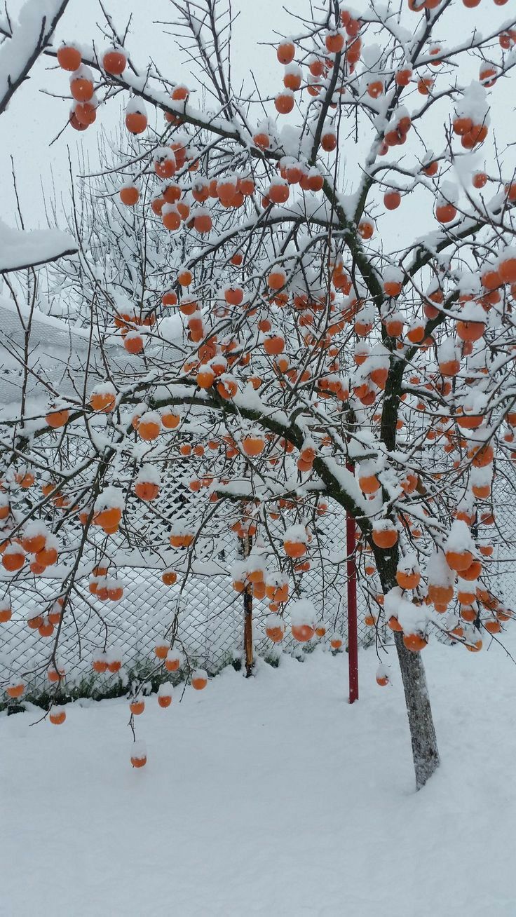 Snow apple tree