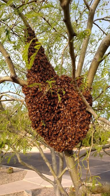 maryland bee removal