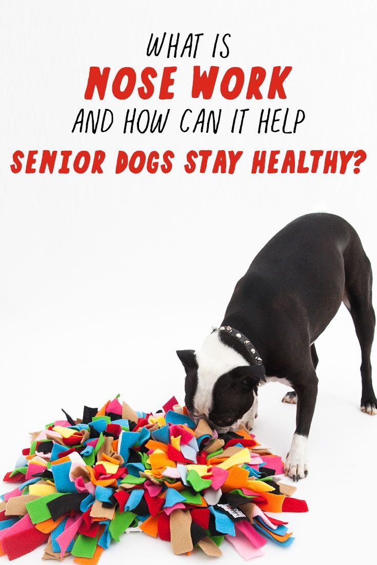 7 Easy Cheap And Homemade Enrichment Games And Activities For Dogs Dog Boredom Stimulating Dog Toys Dog Enrichment