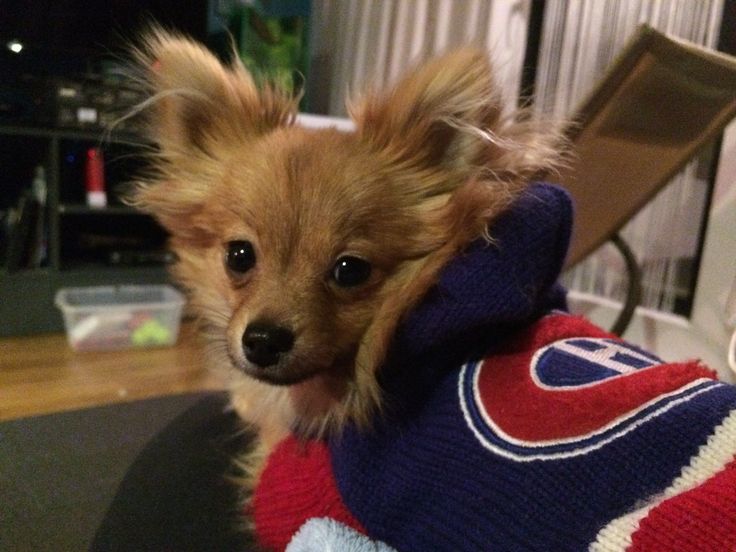 pomeranian montreal best 25 pomeranian chihuahua ideas on pomeranian chihuahua mix pomchi pomeranian montreal best 25 pomeranian chihuahua ideas on pomeranian chihuahua mix pomchi
