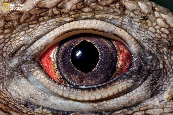 These Extraordinary Close Up Photos Of Animal Eyes Look Out Of This World Animal Close Up Eye Close Up National Geographic Animals These Extraordinary Close Up Photos Of Animal Eyes Look Out Of This World Animal Close Up Eye Close Up National Geographic Animals