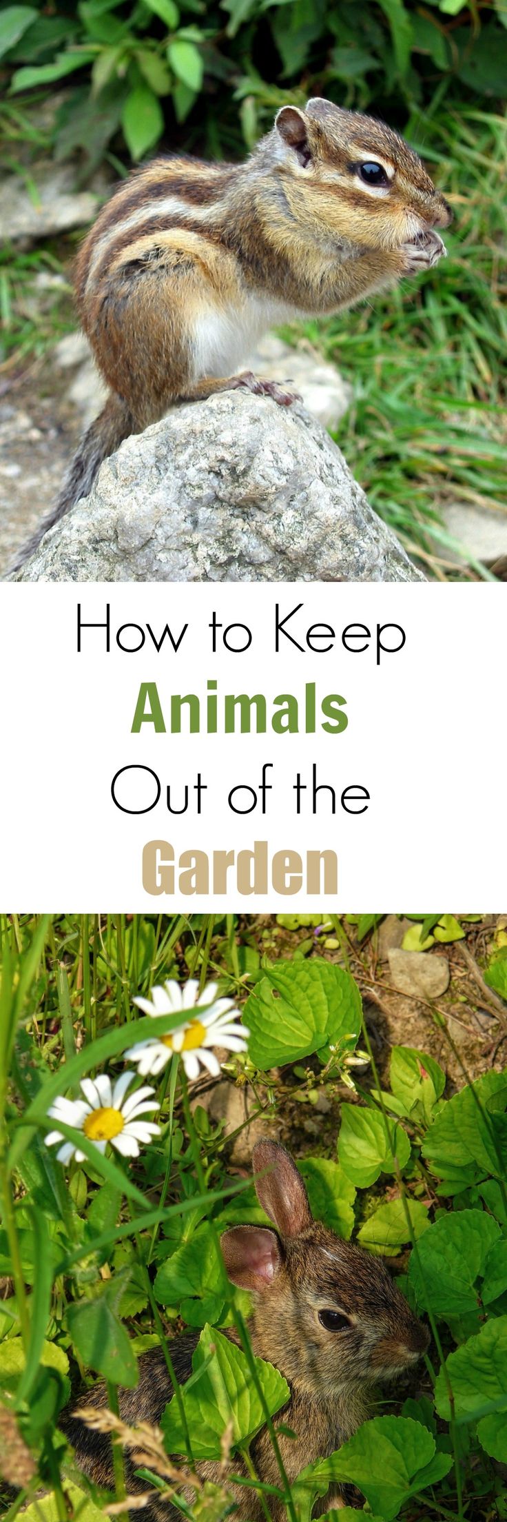 Garden Ideas To Keep Animals Out 744 best simple gardening ideas images on pinterest | gardening Garden Ideas To Keep Animals Out 744 best simple gardening ideas images on pinterest | gardening