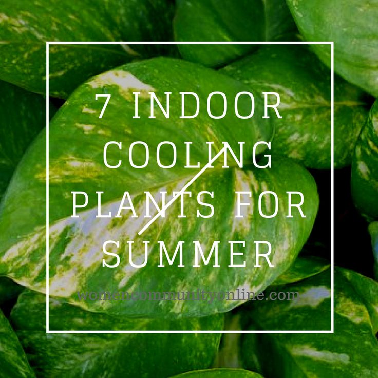 Cooler indoor plant