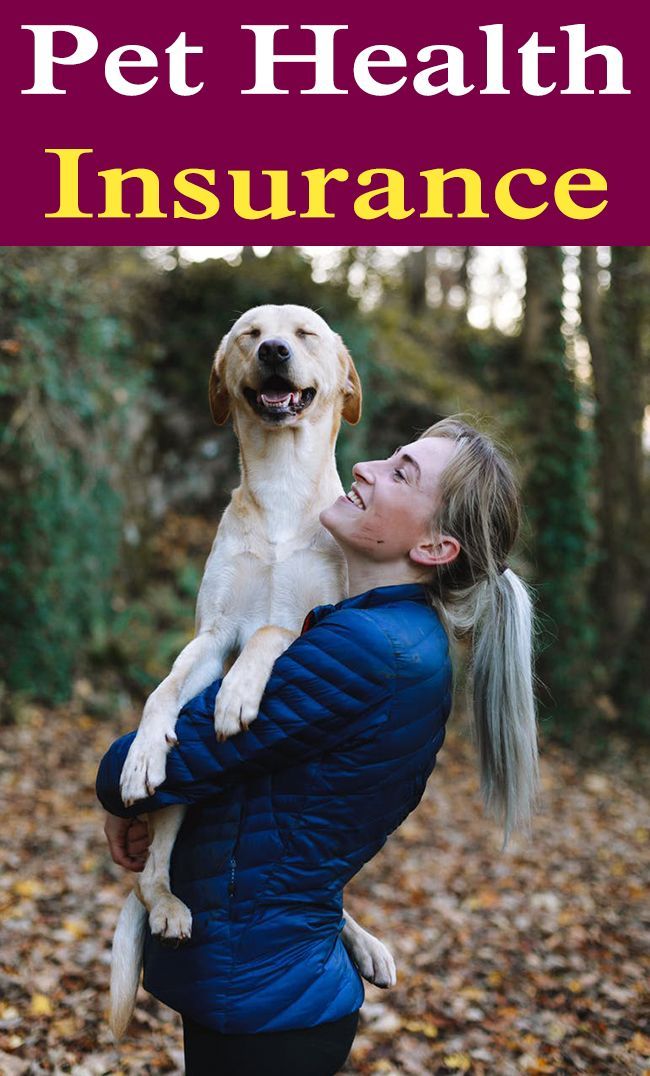 Is Pet Insurance Worth It Comprehensive Guide Pet Health