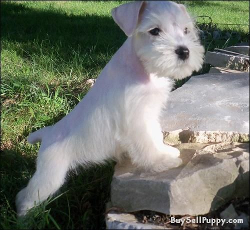 white miniature schnauzer puppies for sale best 25 miniature puppies ideas on miniature dogs dogs and puppies white miniature schnauzer puppies for sale best 25 miniature puppies ideas on miniature dogs dogs and puppies