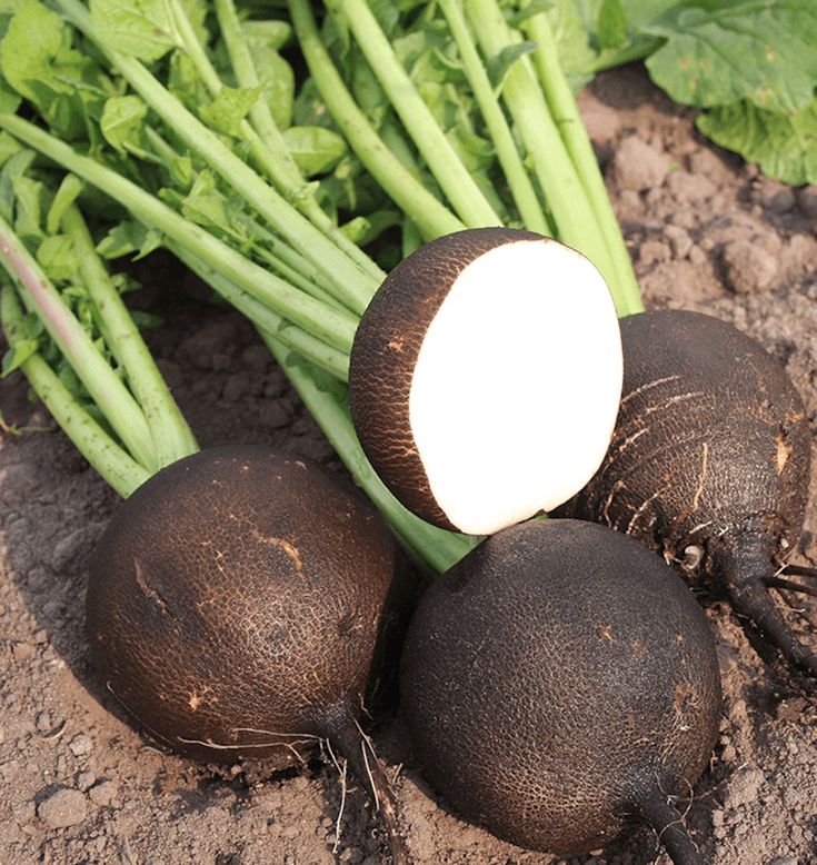 Black Spanish Radish Seeds Hirloom Vegetable300 Seeds In 2021 Seeds Seed Saving Plant Spacing