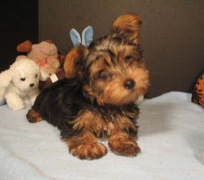 how to take care of a yorkie puppy best 20 terrier puppies ideas on puppies adorable how to take care of a yorkie puppy best 20 terrier puppies ideas on puppies adorable