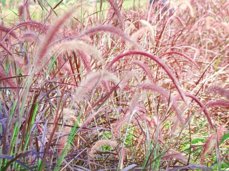 10 Ornamental Grasses to Transform Your Landscape in 2024 Ornamental